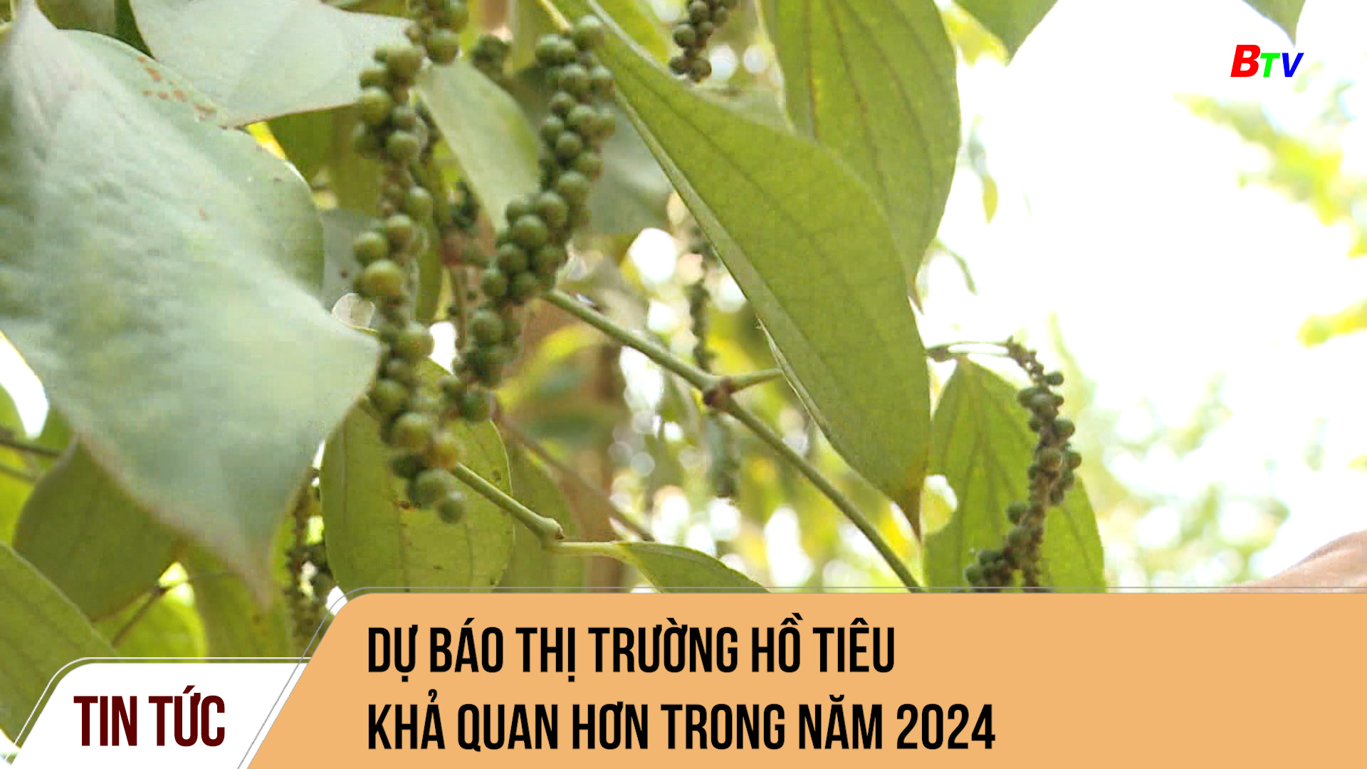 Dự báo thị trường hồ tiêu khả quan hơn trong năm 2024